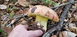 Image de Butyriboletus persolidus D. Arora & J. L. Frank 2014