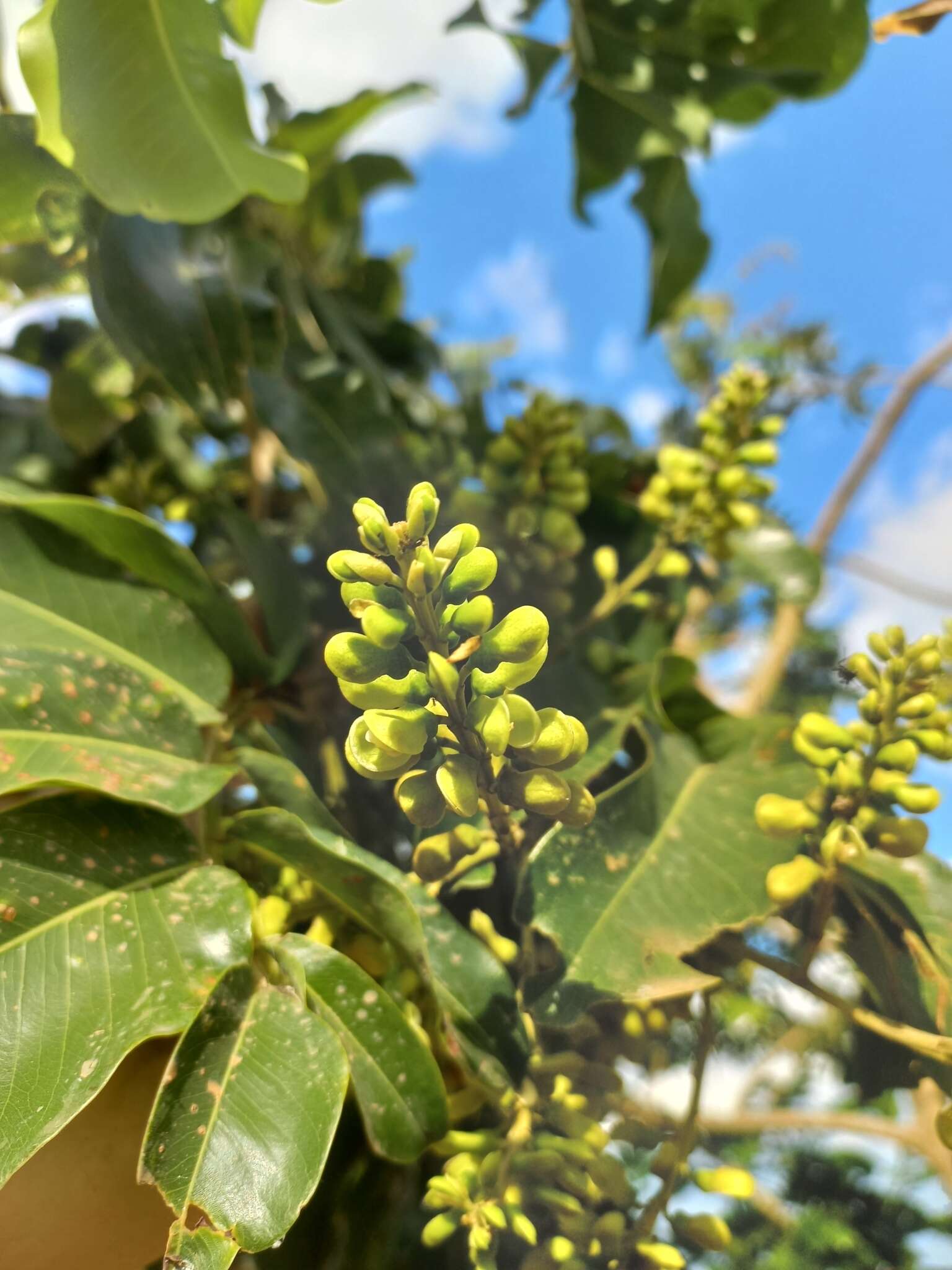 Image of Baru tree