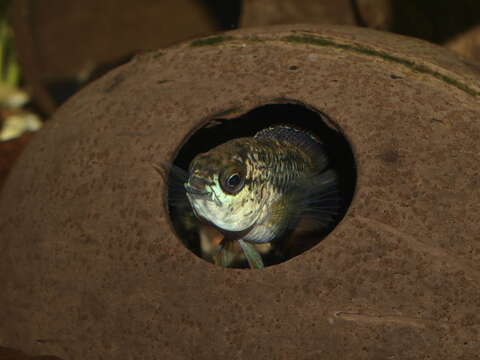 Image of goldeneye cichlid