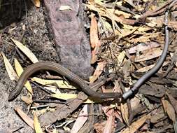 Image de Tetradactylus tetradactylus (Daudin 1802)