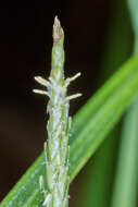 Sivun Carex hamata Sw. kuva