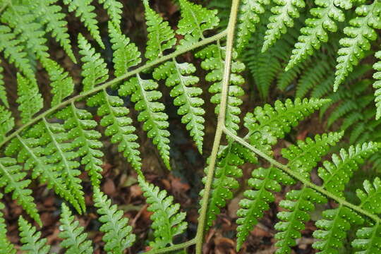 Image of Limp-Leaf Fern