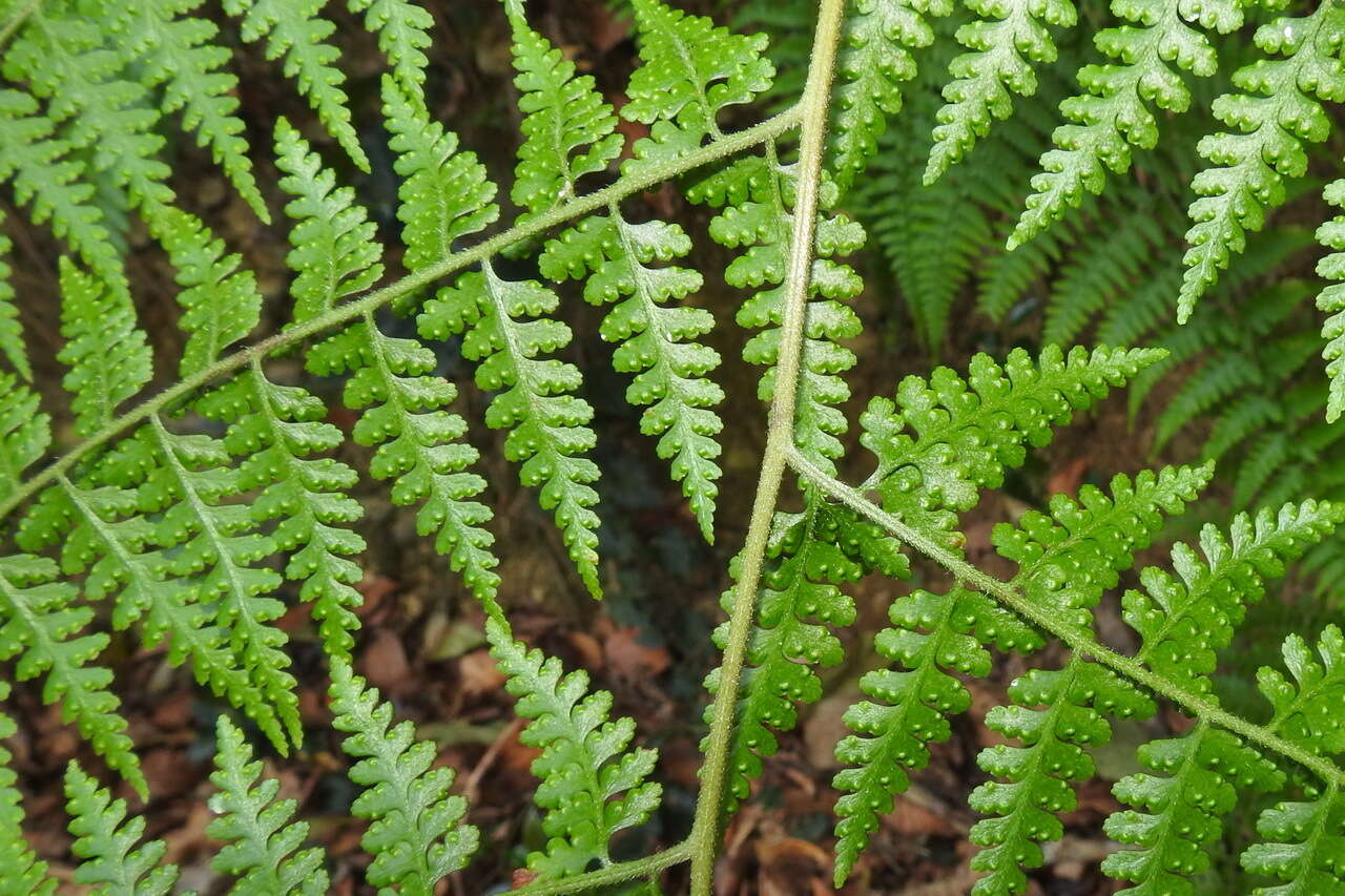 Sivun Microlepia speluncae (L.) Moore kuva