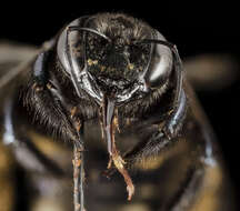 Image of Southern Carpenter Bee
