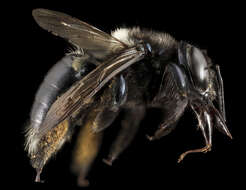 Image of Southern Carpenter Bee