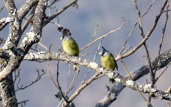 Image of Crested Finchbill