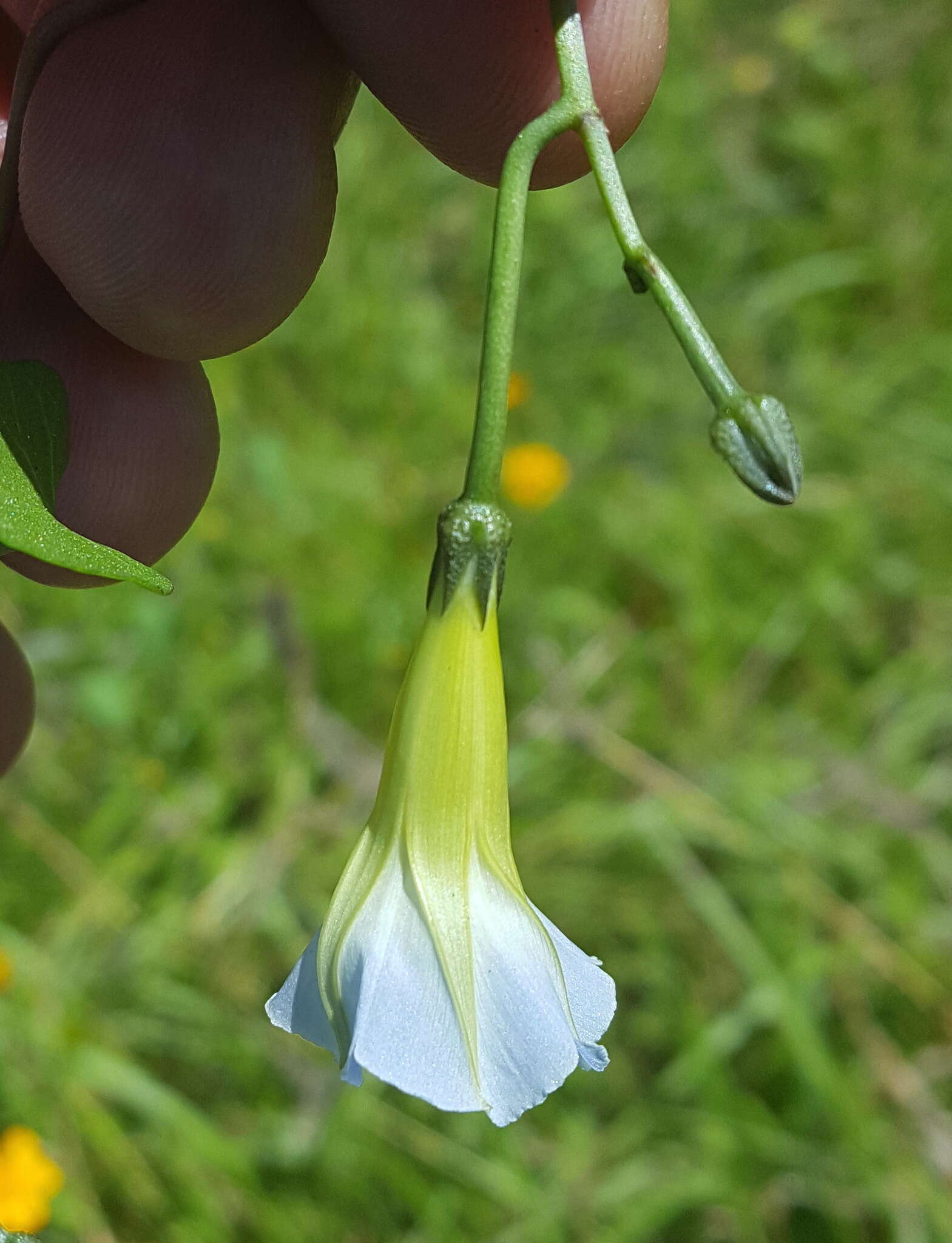 Plancia ëd Ipomoea cardiophylla A. Gray