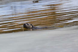 Image of Otter sp.