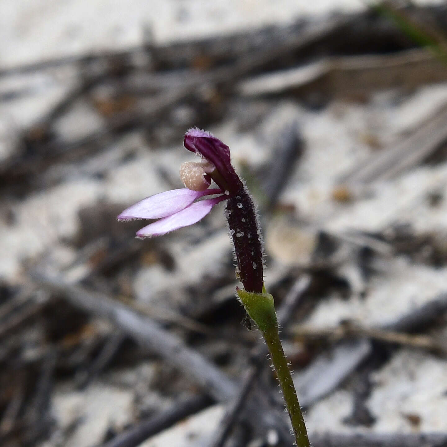 Image of Slender bunny orchid