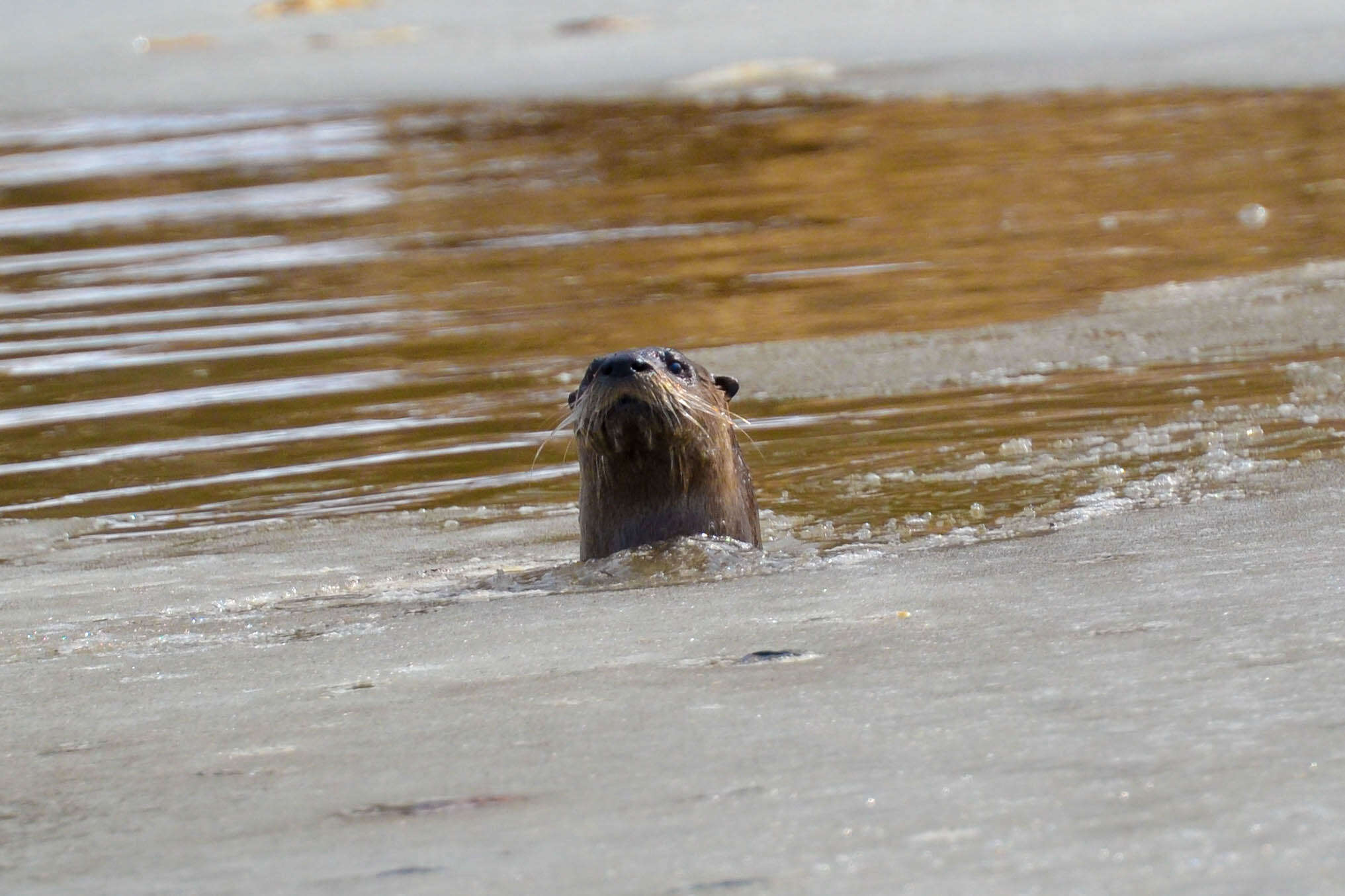 Image of Otter sp.