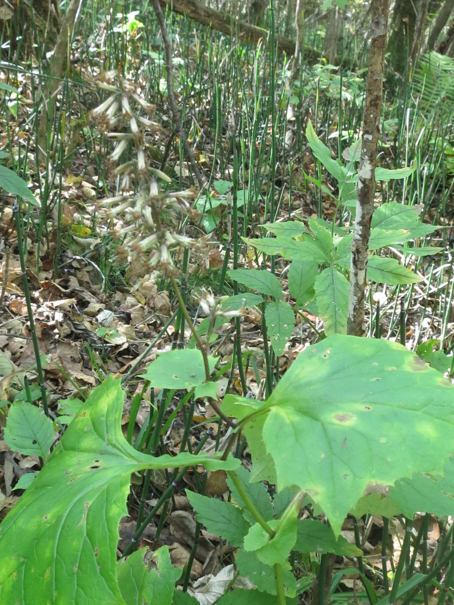 Image of Parasenecio praetermissus (Pojark.) Y. L. Chen