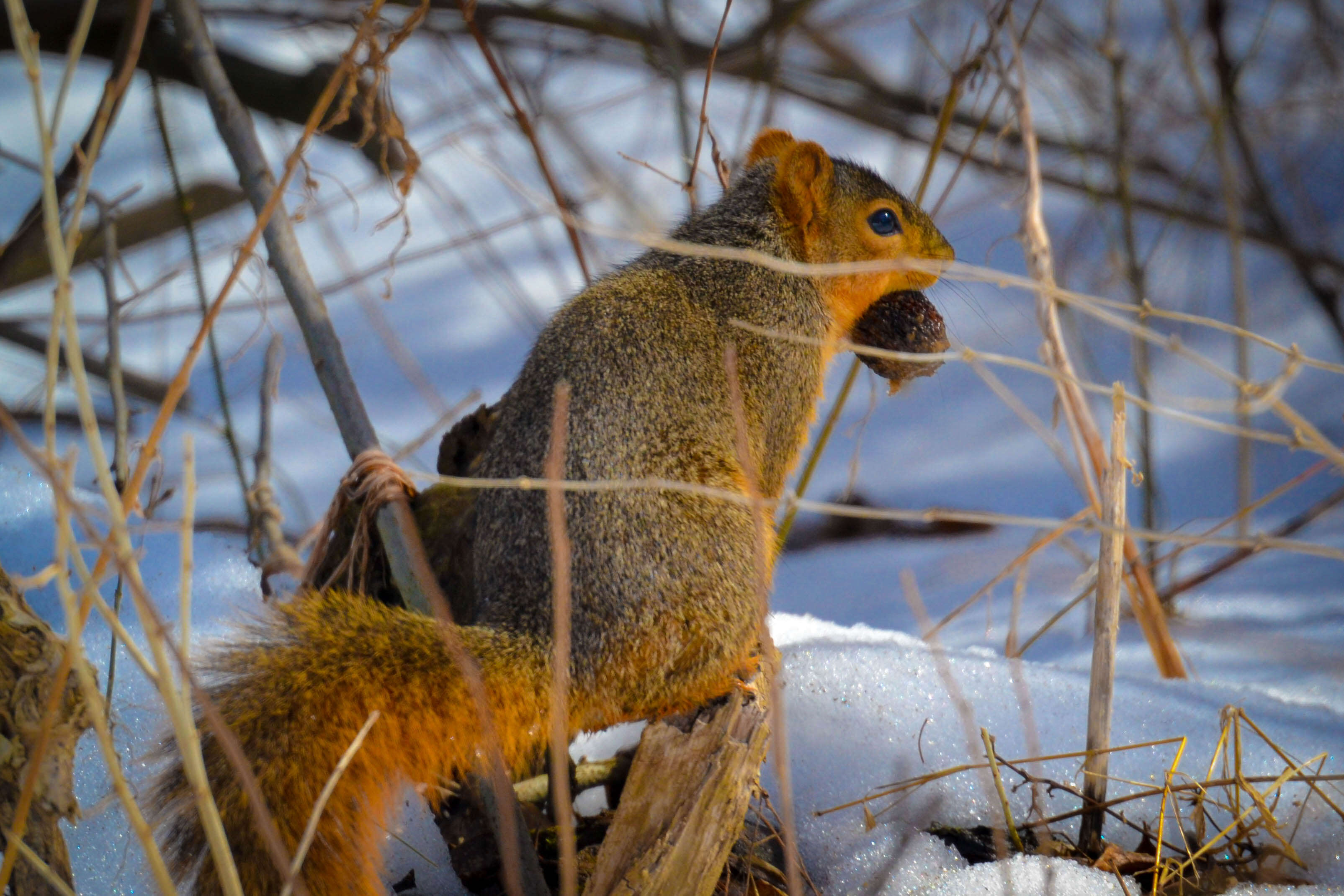 Image of Sciurus subgen. Sciurus Linnaeus 1758