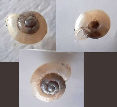 Image of smooth grass snail