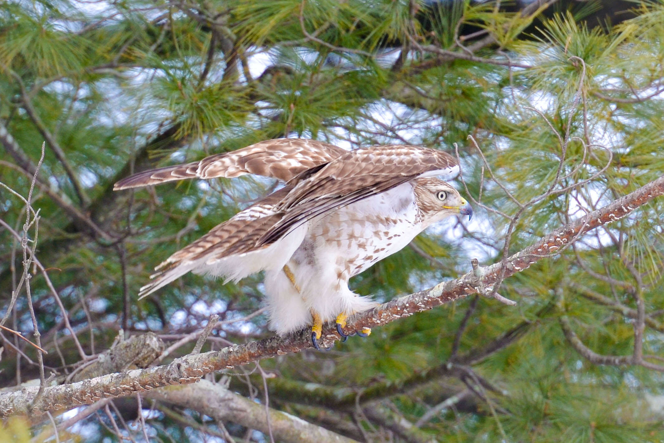 Image of Red-tailed Hawk