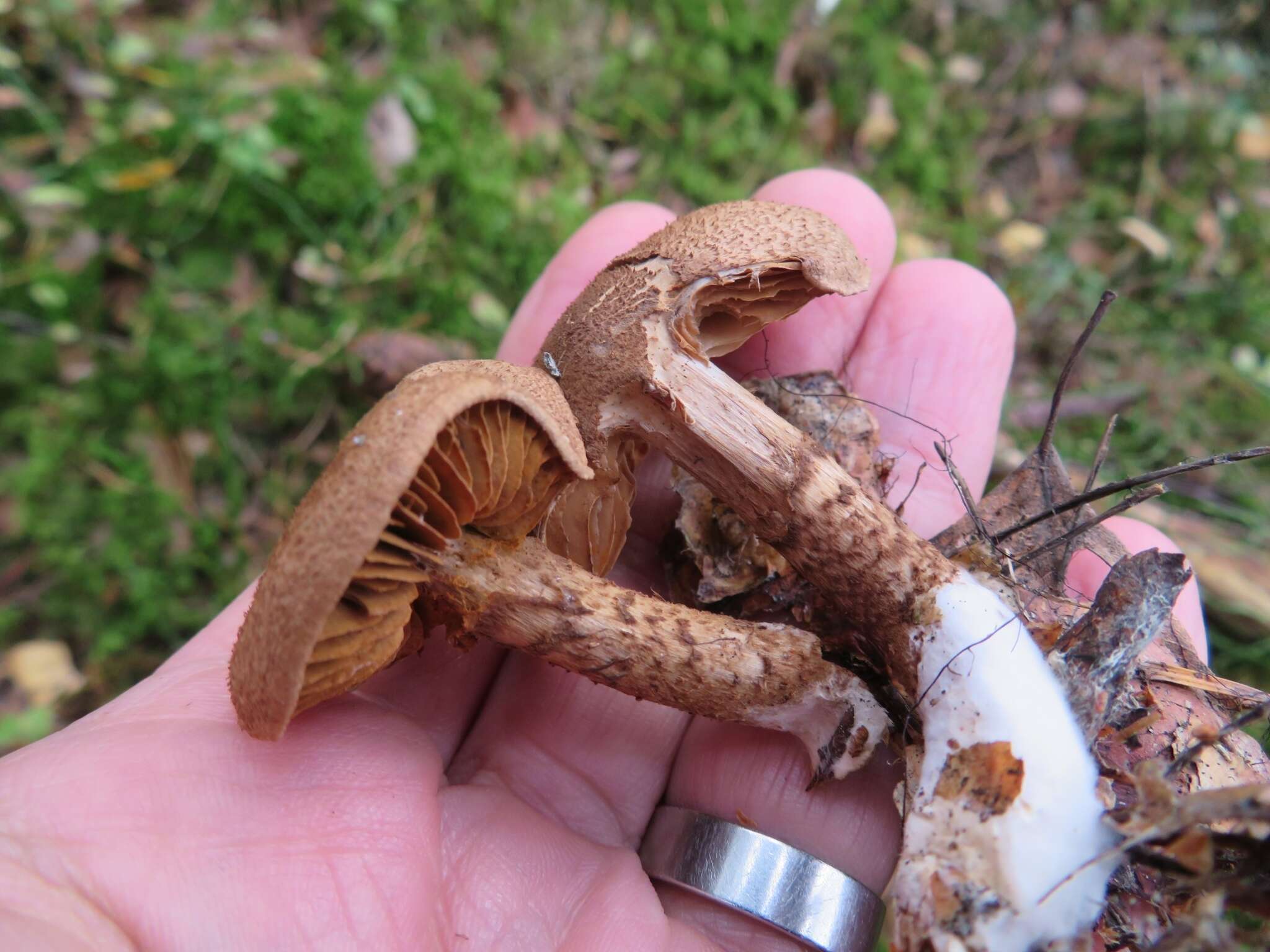 Image of Cortinarius pholideus (Lilj.) Fr. 1838