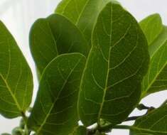 Image of sugar apple