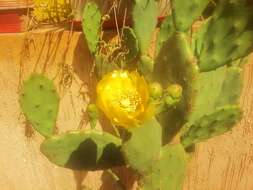 Image of Opuntia dillenii