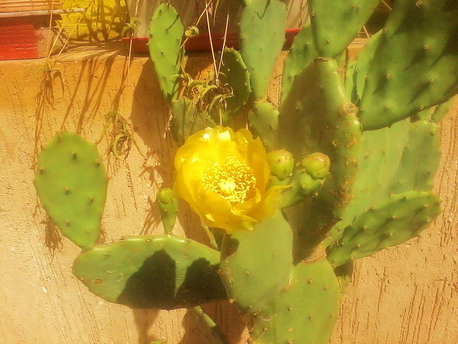 Image of Opuntia dillenii