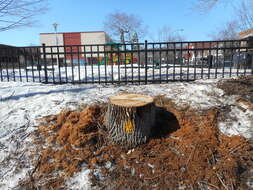 Image of Emerald ash borer