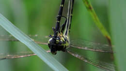 Image of Choristhemis Tillyard 1910