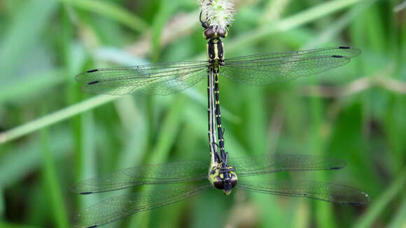 Image of Choristhemis Tillyard 1910