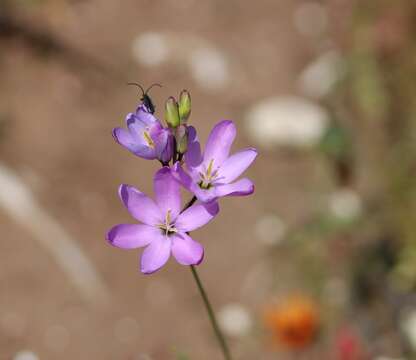 Image of Ixia purpureorosea G. J. Lewis