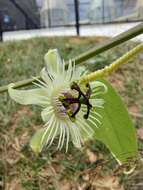 Image de Passiflora pohlii Mast.