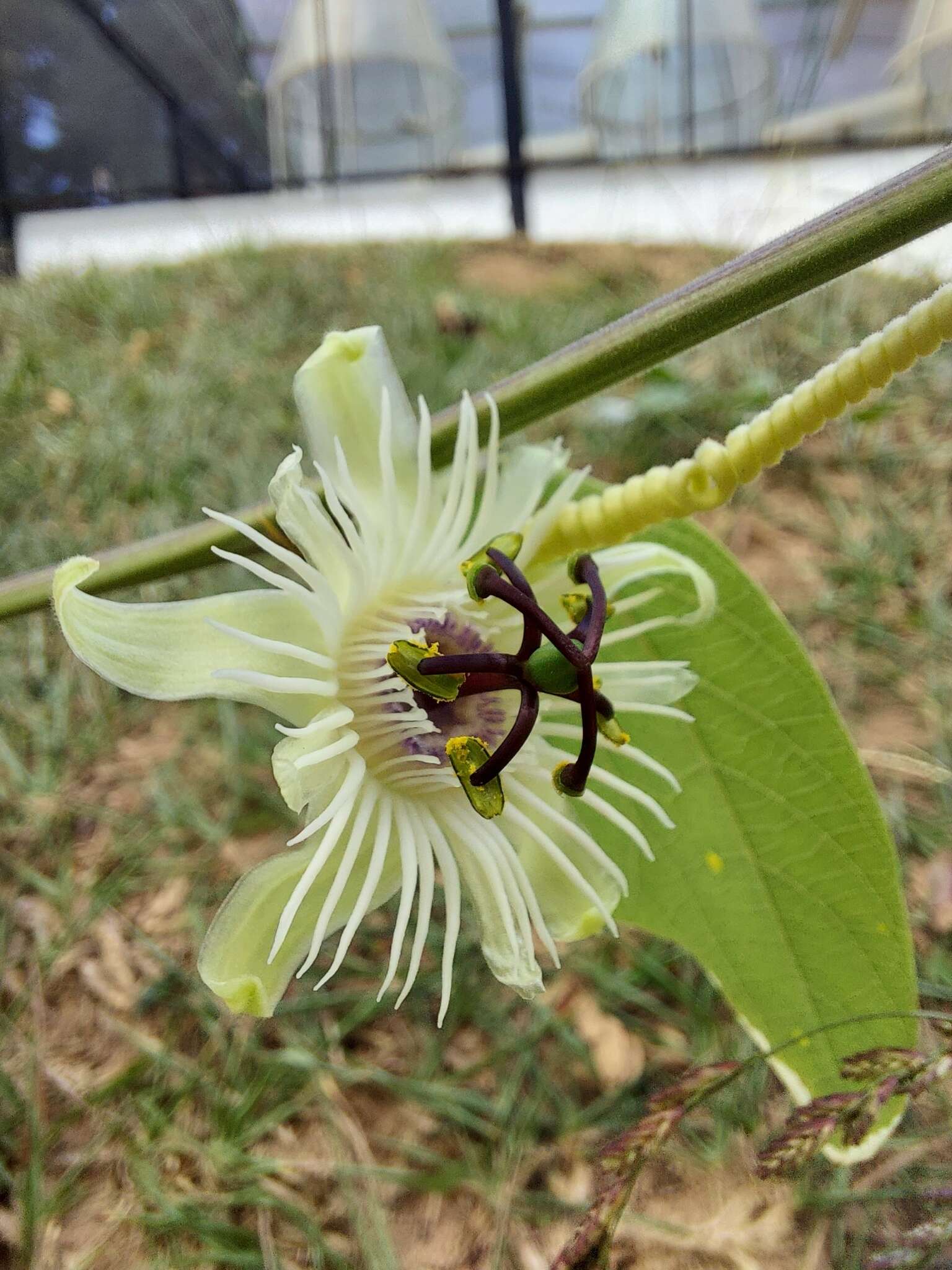 Image de Passiflora pohlii Mast.