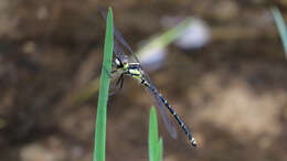 Image of Choristhemis Tillyard 1910