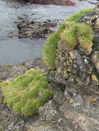 Plancia ëd Puccinellia macquariensis (Cheeseman) Allan & Jansen