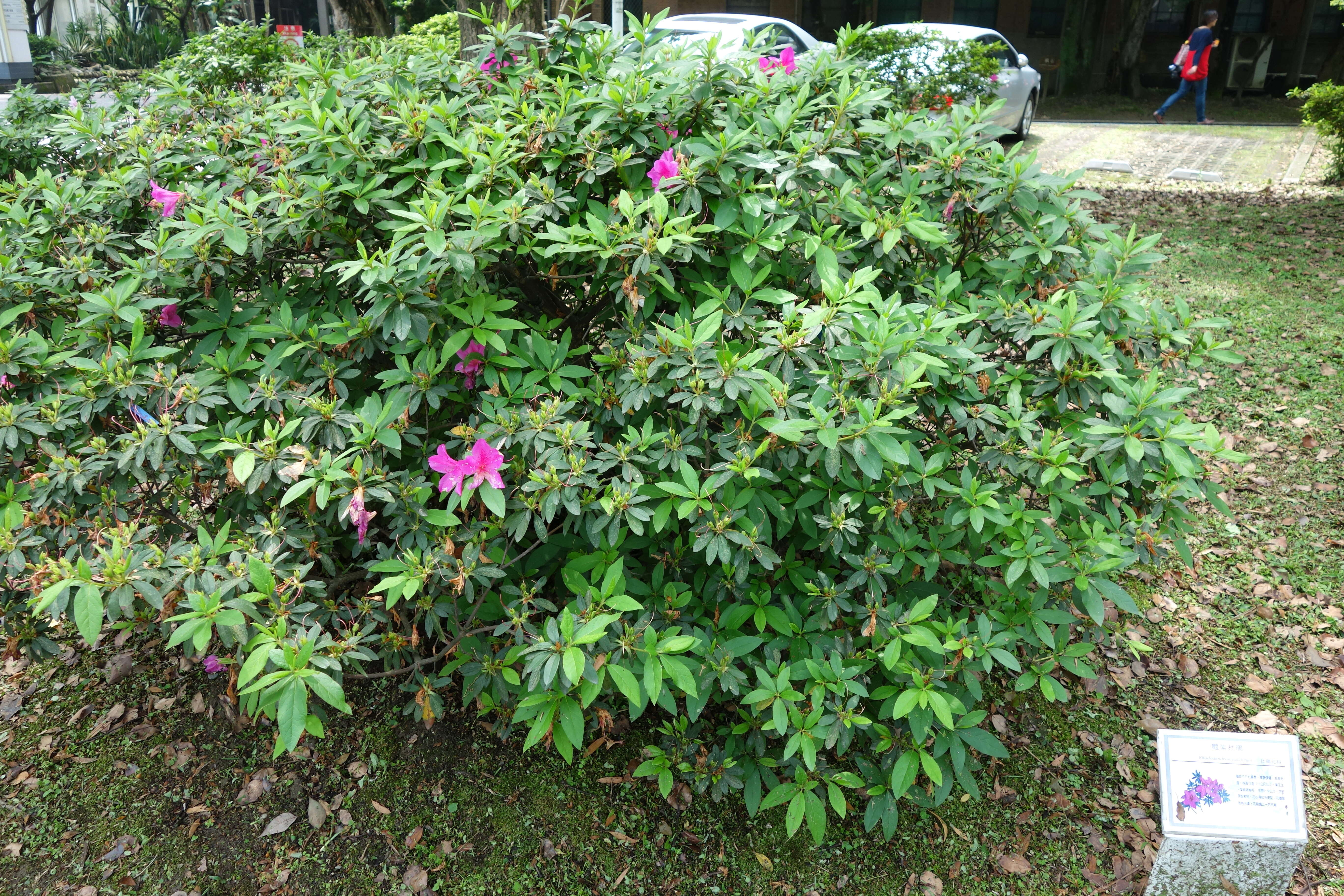 صورة Rhododendron pulchrum Sweet