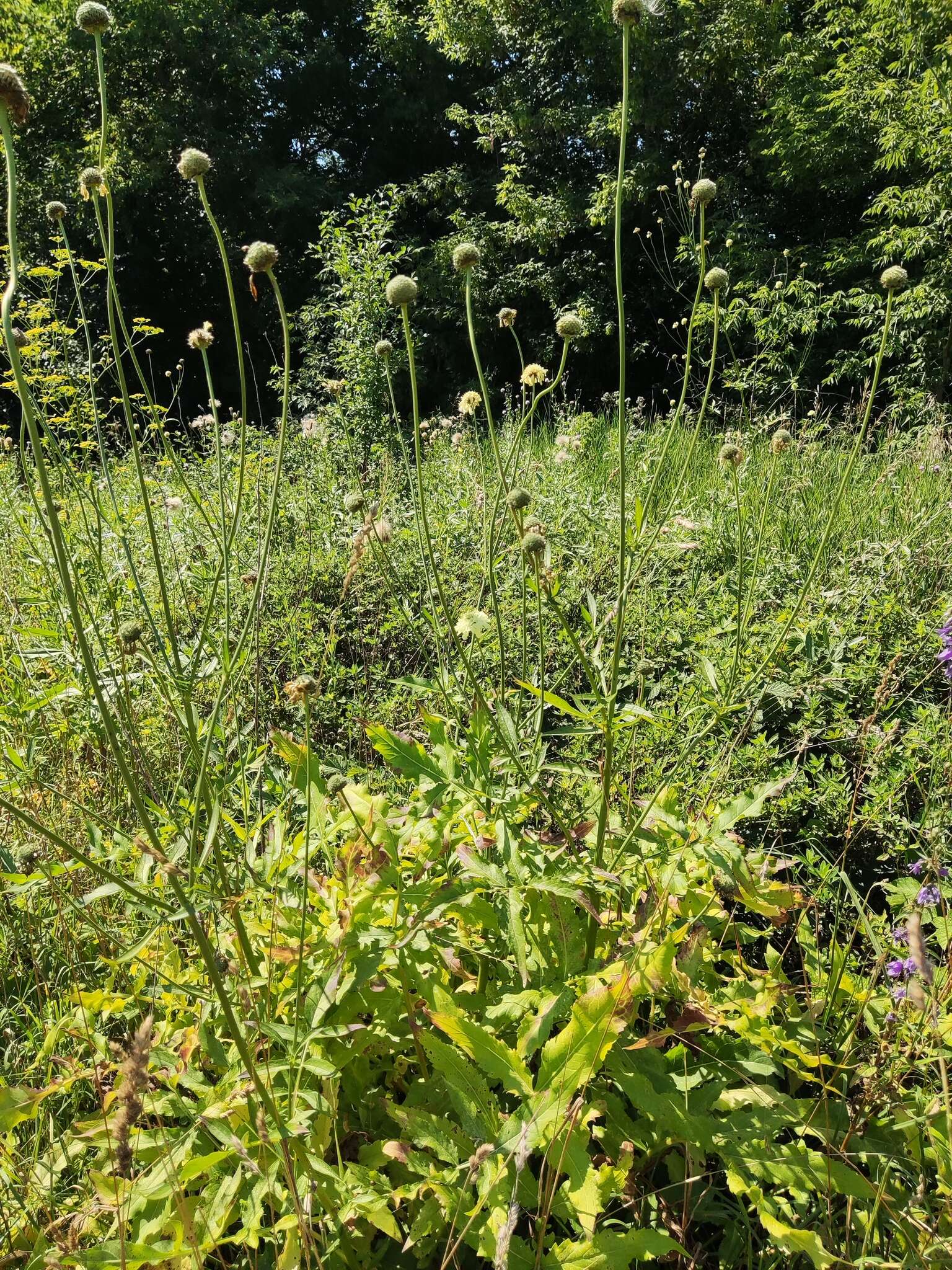 Image of Cephalaria litvinovii Bobrov