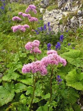 Image of Hedge-leaved Adenostyle