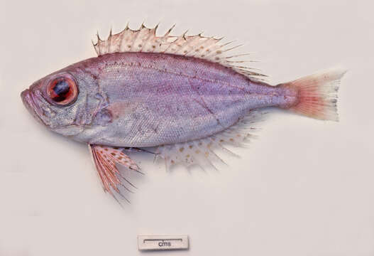 Image of Bigeye snapper