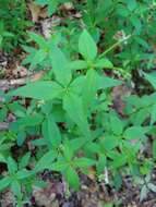 صورة Galium latifolium Michx.