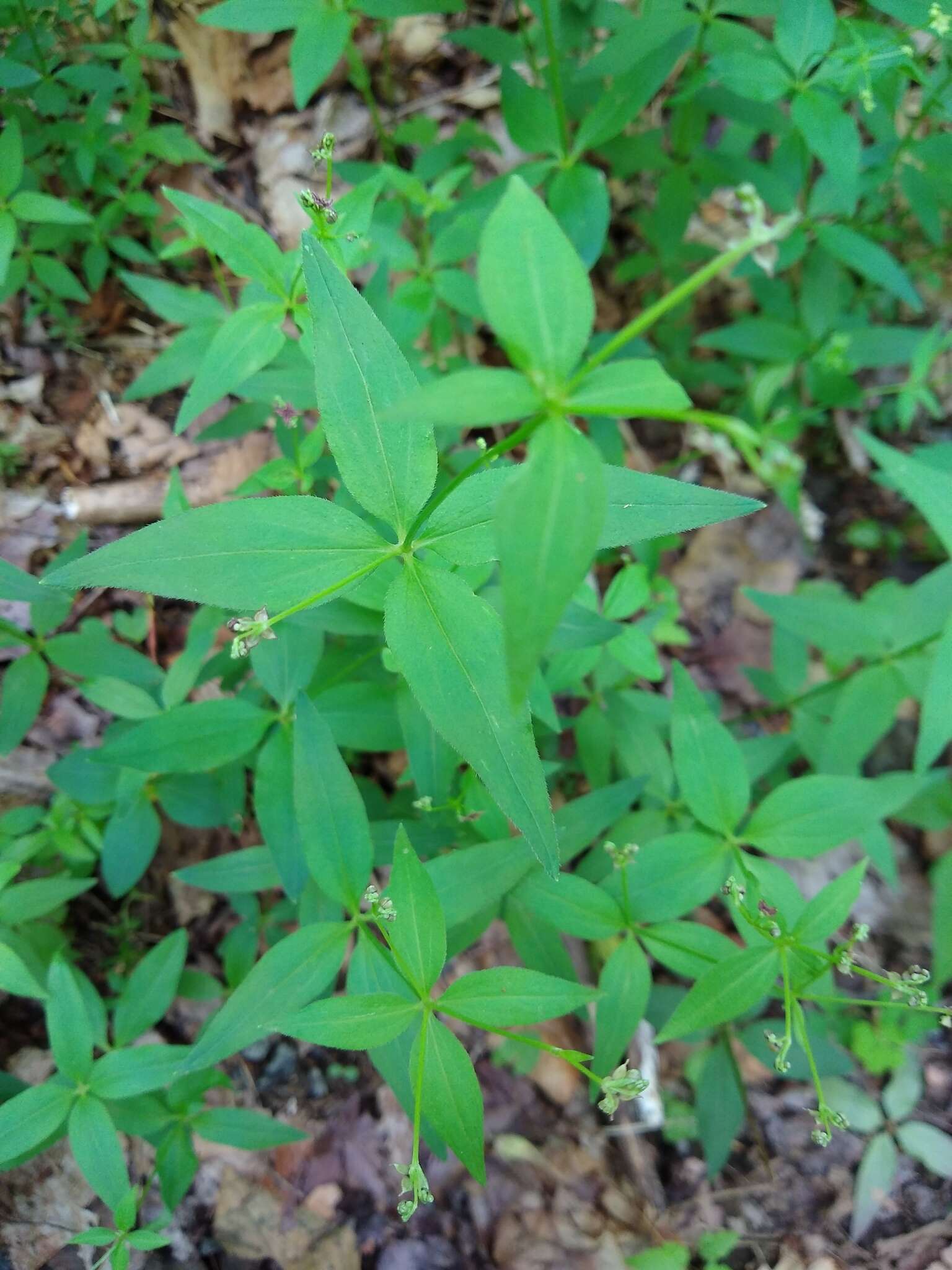 Imagem de Galium latifolium Michx.