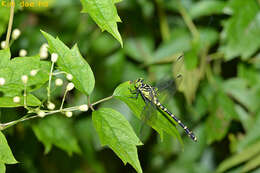 Image of Burmagomphus collaris (Needham 1929)