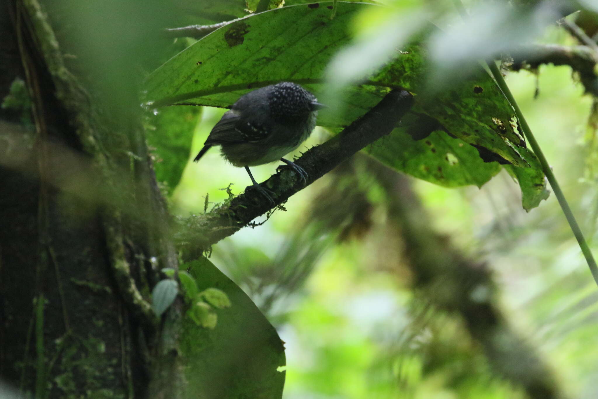 Image of Spot-crowned Antvireo