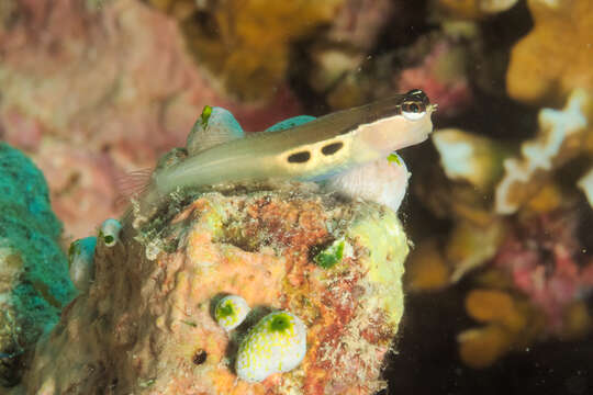 Image of Twin-spot Combtooth-Blenny