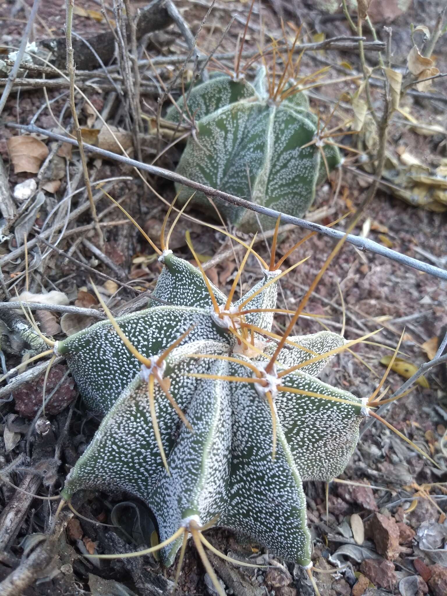 Imagem de Astrophytum ornatum (DC.) Britton & Rose