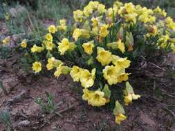 Image of Tropaeolum hookerianum Barn.