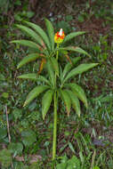 Image of arisaema