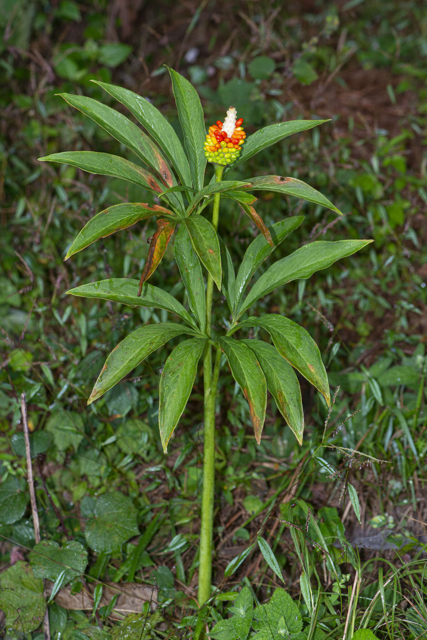 Image of arisaema