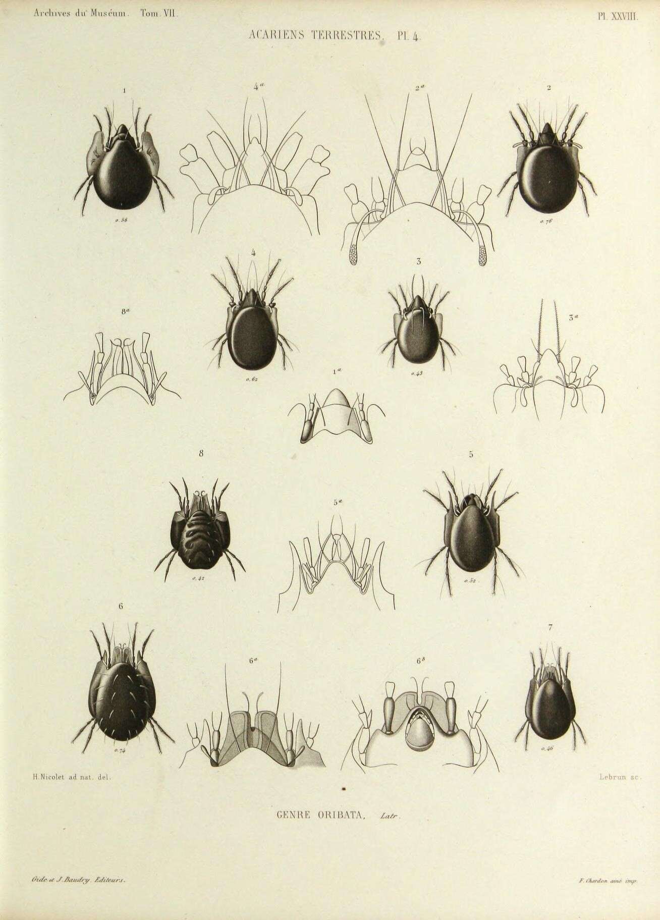 Image of oribatid mites