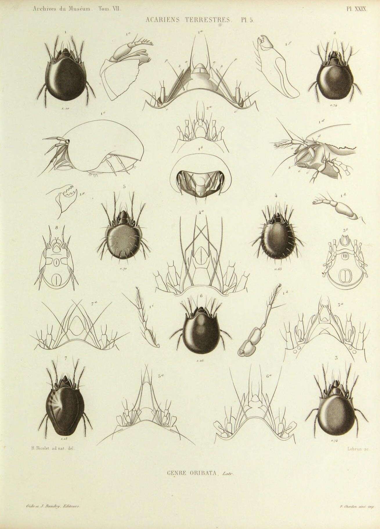 Image of oribatid mites