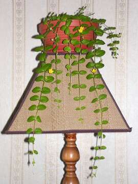 Слика од Lysimachia nummularia L.