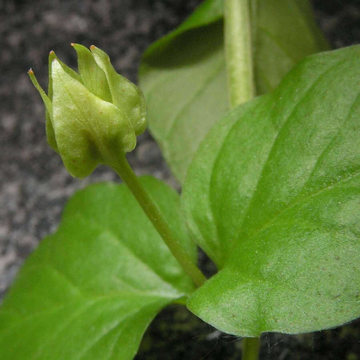 Image of creeping jenny