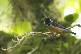 Image of Spangle-cheeked Tanager