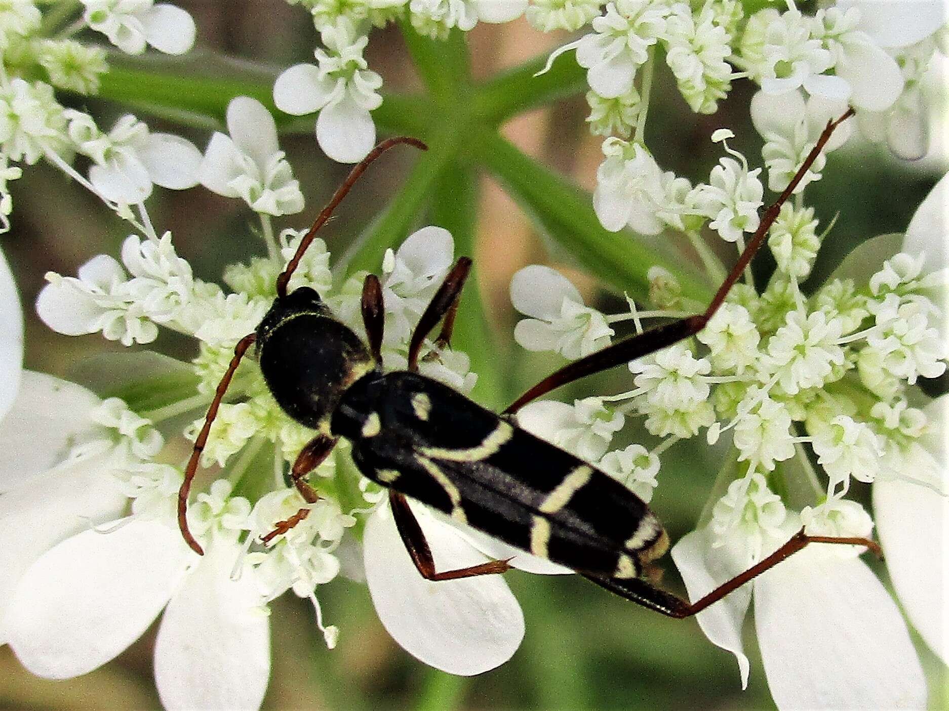 Image of Clytus rhamni Germar 1817