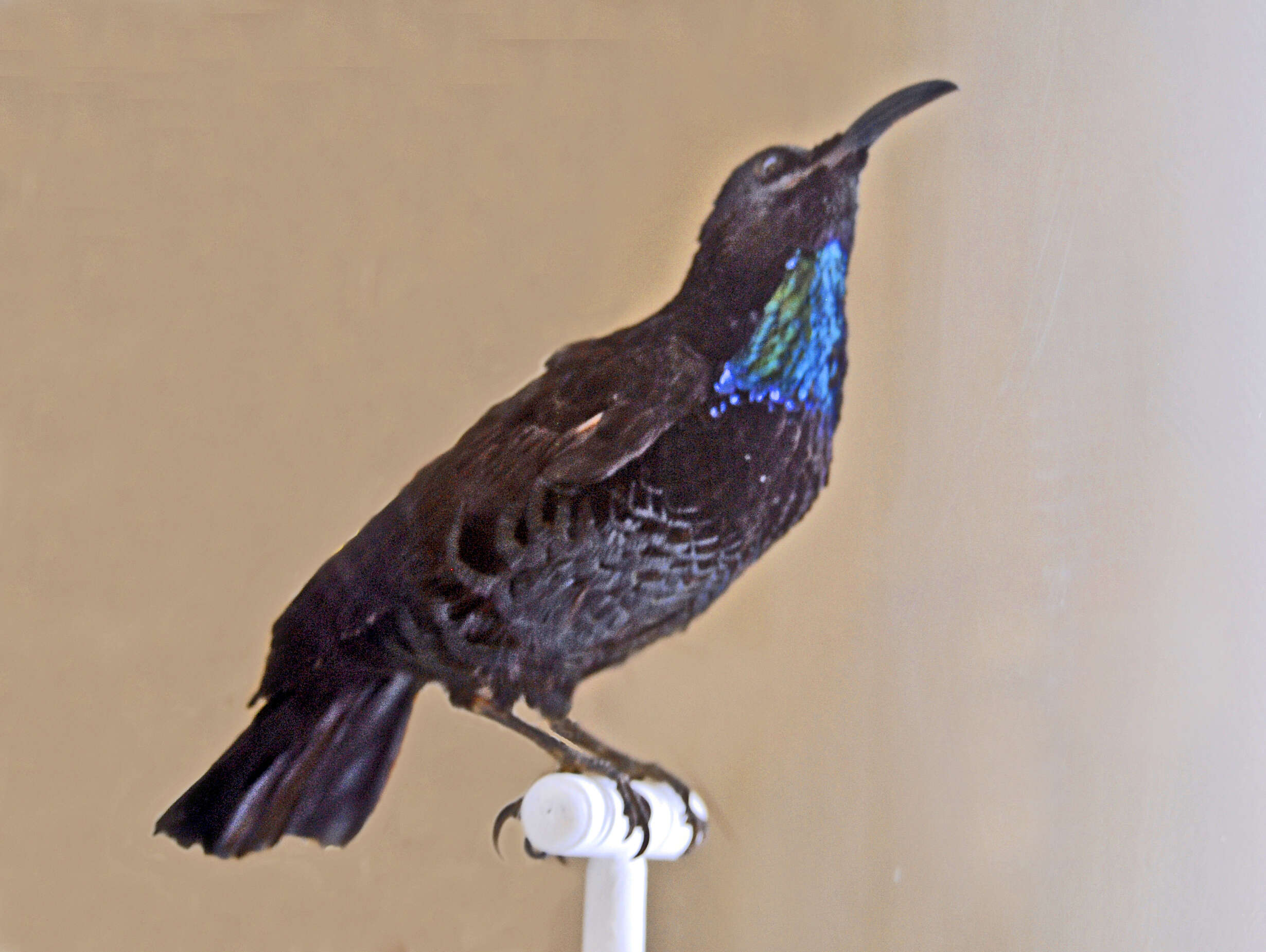 Image of Paradise Riflebird